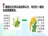 5. 一个豆荚里的五粒豌豆  第二课时  课件 +教案+练习