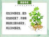 部编版五年级上册落花生课件PPT