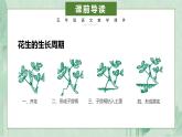 部编版五年级上册落花生课件PPT