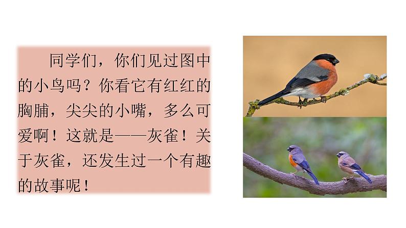 25 灰雀-提升版课件 2021-2022三年级语文上册 部编版第2页