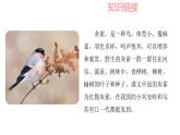 部编版小学语文三年级 25 灰雀 （课件+音频）
