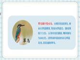 部编版三年级语文 15 搭船的鸟课件（25+15张PPT)