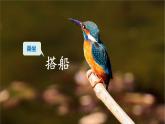 部编版三年级语文 15 搭船的鸟课件（25+15张PPT)