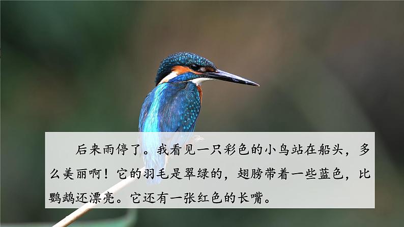 部编版三年级语文 15 搭船的鸟课件（25+15张PPT)05