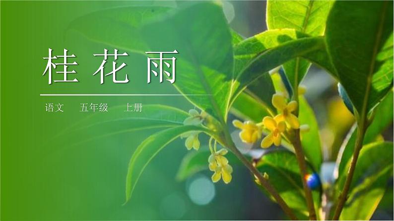 部编版五年级语文上册《桂花雨》PPT课件 (15)01