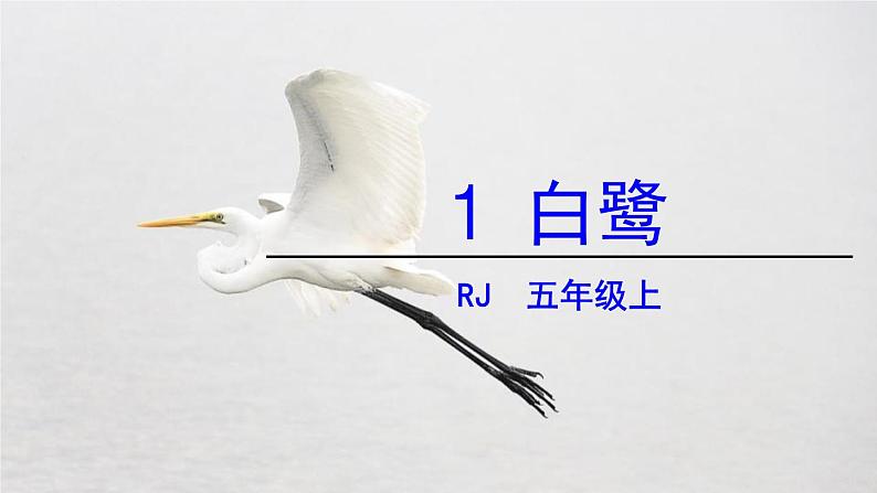 部编版五年级语文上册《白鹭》PPT优质课件 (4)01