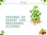 部编版五年级语文上册《落花生》PPT课件 (3)
