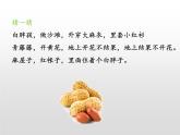 部编版五年级语文上册《落花生》PPT优秀课件 (11)