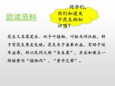 部编版五年级语文上册《落花生》PPT优秀课件 (11)