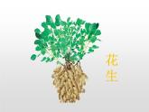 部编版五年级语文上册《落花生》PPT优秀课件 (11)