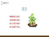 部编版五年级语文上册《落花生》PPT优秀课件 (2)