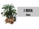 部编版五年级语文上册《落花生》PPT优秀课件 (8)