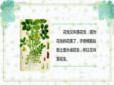 部编版五年级语文上册《落花生》PPT优秀课件 (5)
