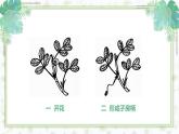 部编版五年级语文上册《落花生》PPT优秀课件 (5)