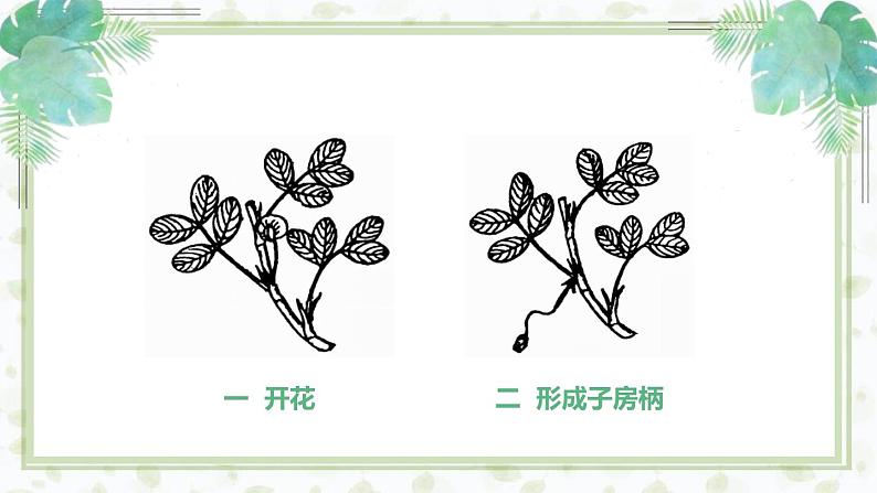 部编版五年级语文上册《落花生》PPT优秀课件 (5)03