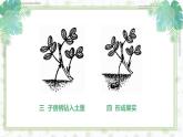 部编版五年级语文上册《落花生》PPT优秀课件 (5)