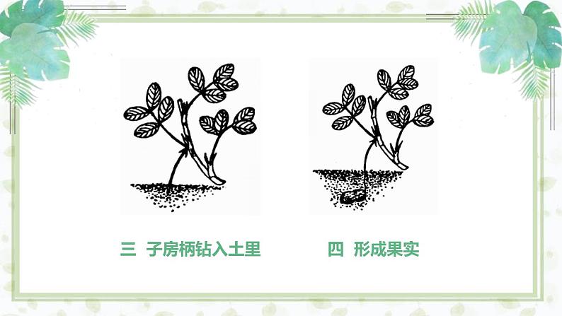 部编版五年级语文上册《落花生》PPT优秀课件 (5)04