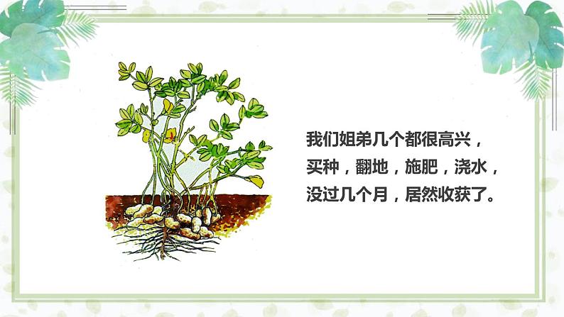 部编版五年级语文上册《落花生》PPT优秀课件 (5)08