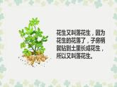 部编版五年级语文上册《落花生》PPT优秀课件 (4)