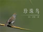 部编版五年级语文上册《珍珠鸟》PPT课文课件 (5)