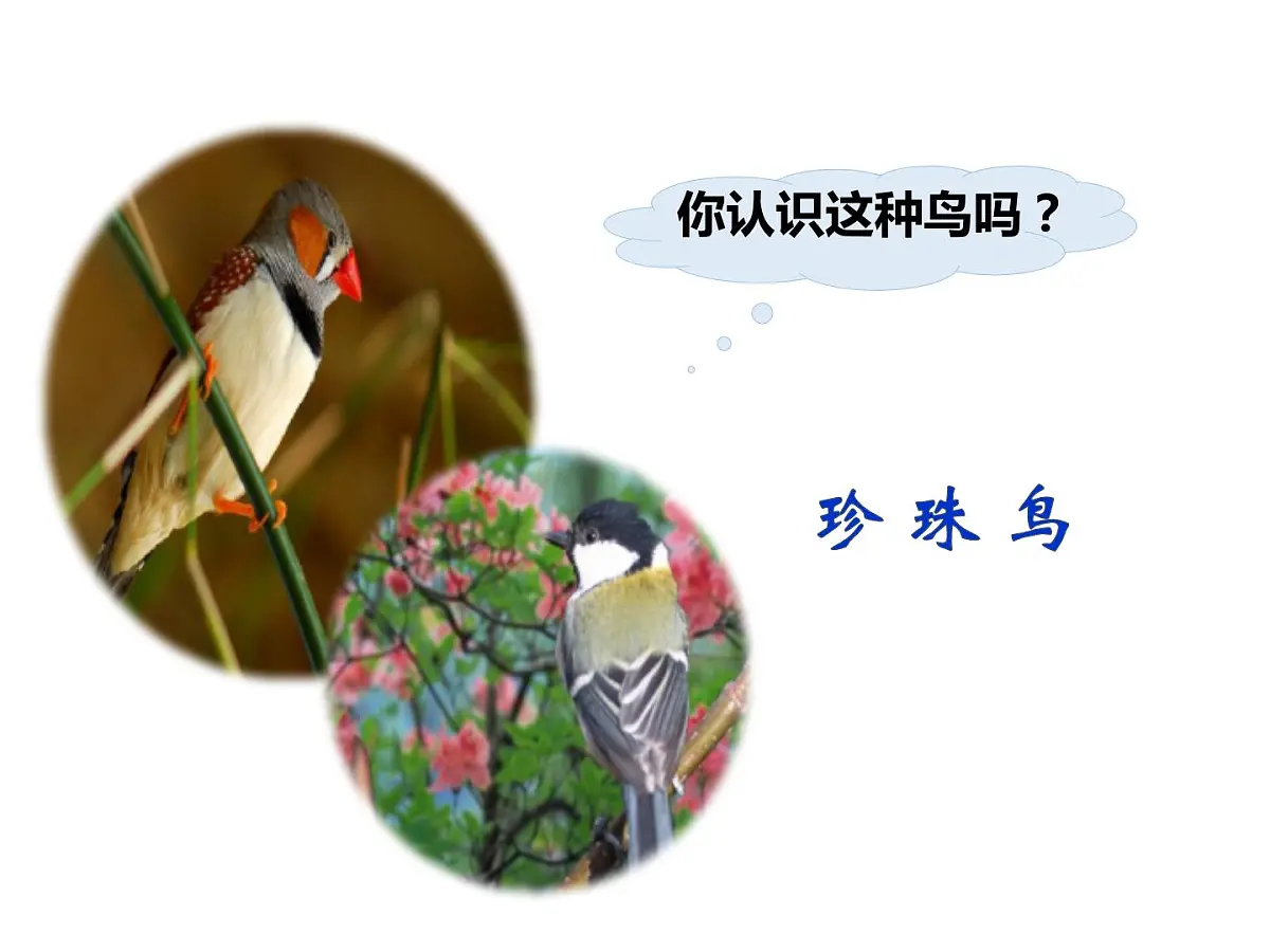 部编版五年级语文上册 4《珍珠鸟》课件 (43张PPT)第2页