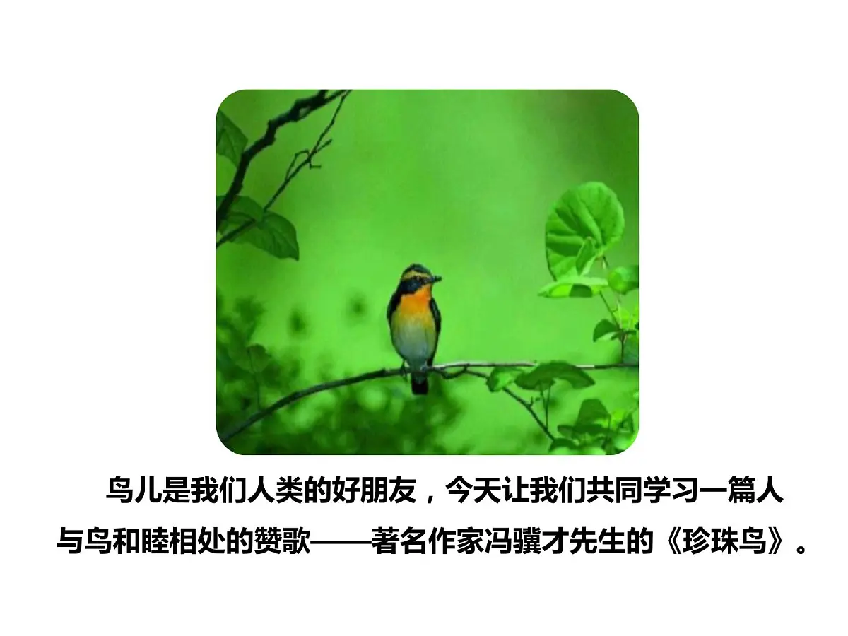 部编版五年级语文上册 4《珍珠鸟》课件 (43张PPT)第3页