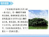23.部编版五年级上册语文鸟的天堂课件+素材