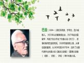 部编版五年级语文上册《鸟的天堂》PPT课件 (13)