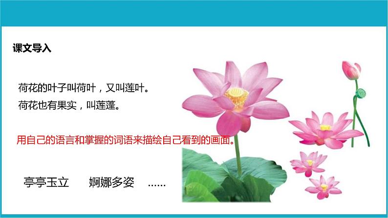 部编版三年级语文下册《荷花》PPT优质课件 (2)第3页