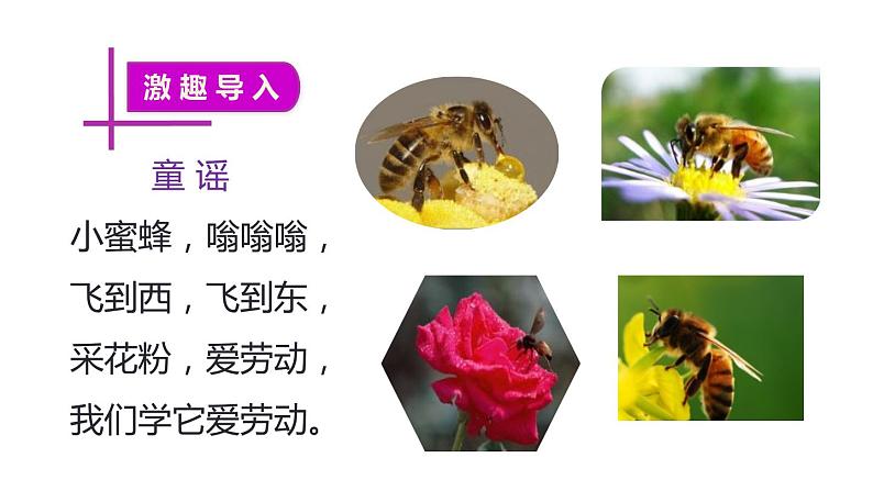 部编版三年级语文下册《蜜蜂》PPT课件 (1)第2页