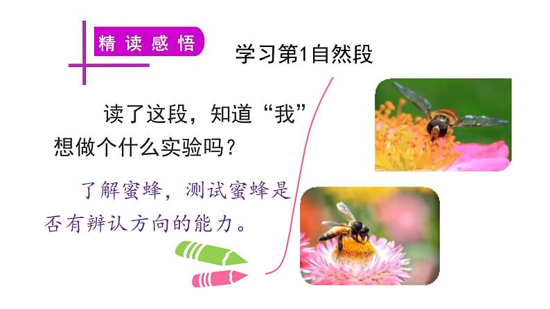 部编版三年级语文下册《蜜蜂》PPT课件 (1)第8页