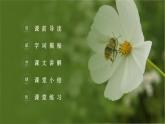 部编版三年级语文下册《蜜蜂》PPT课件 (3)