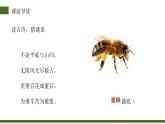 部编版三年级语文下册《蜜蜂》PPT课件 (3)