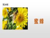 部编版三年级语文下册《蜜蜂》PPT课件 (4)