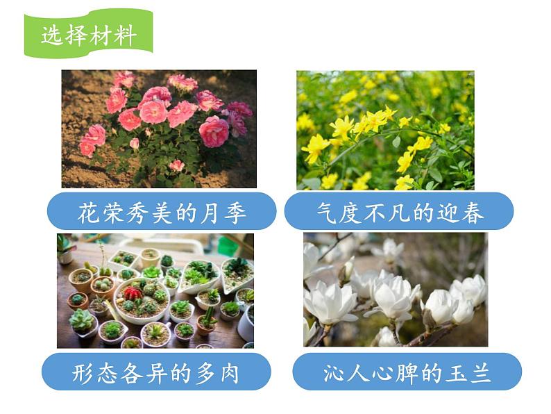 部编版三年级语文下册《我的植物朋友》PPT课件 (4)第6页