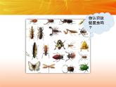 部编版三年级语文下册《昆虫备忘录》PPT精品课件 (6)