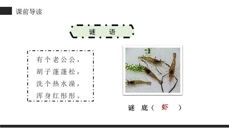 部编版三年级语文下册《小虾》PPT课文课件 (6)03