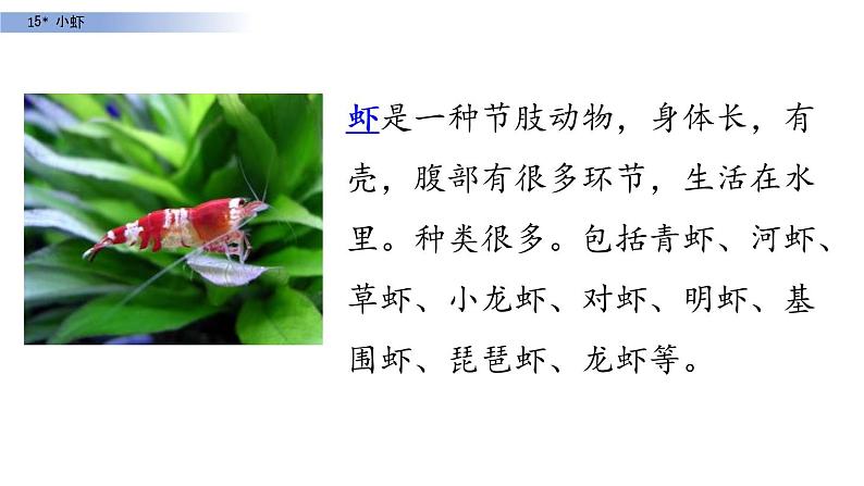 部编版三年级语文下册《小虾》PPT课文课件 (5)第2页