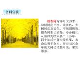 部编版语文三年级6秋天的雨课件
