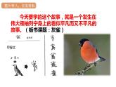 部编版语文三年级25.灰雀课件（13+16张PPT)