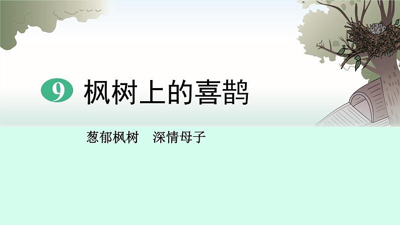 部编版二年级语文下册《枫树上的喜鹊》PPT课文课件 (3)第1页