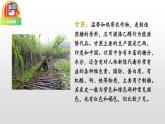 部编版二年级语文下册《千人糕》PPT课件 (4)