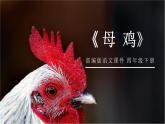 部编版四年级语文下册《母鸡》PPT课件 (2)