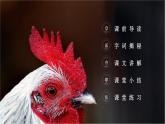 部编版四年级语文下册《母鸡》PPT课件 (2)