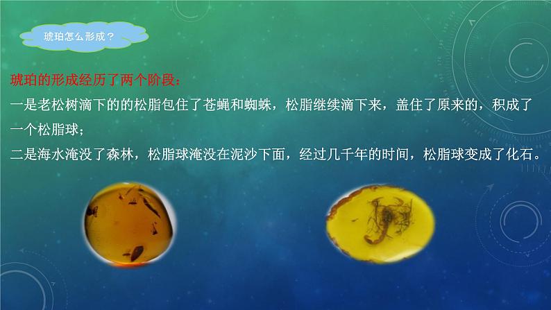 部编版语文《琥珀》PPT课件08