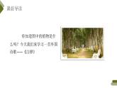 部编版四年级语文下册《白桦》PPT优质课件 (7)