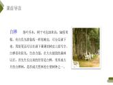 部编版四年级语文下册《白桦》PPT优质课件 (7)