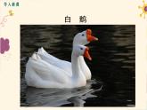 部编版四年级语文下册《白鹅》PPT课件 (5)