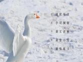 部编版四年级语文下册《白鹅》PPT课件 (1)