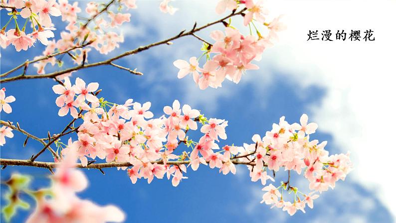 小学语文部编版六年级上册  第1单元  4.花之歌  课件+教案04